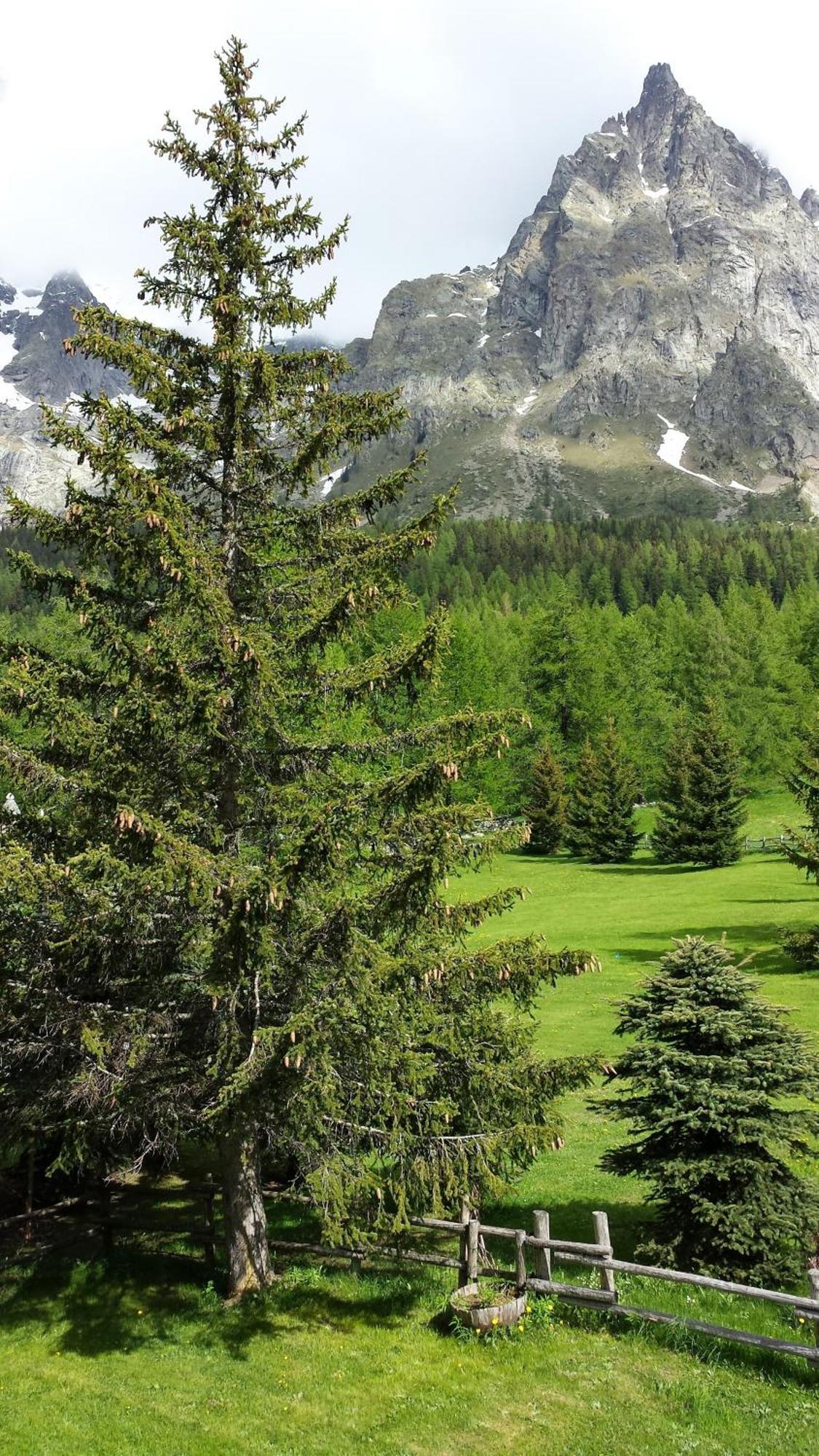 Hotel Locanda Belvedere Courmayeur Oda fotoğraf